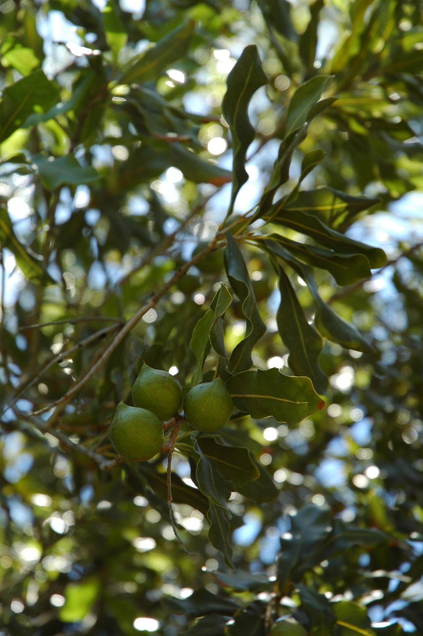 Macadamia integrifolia fruit