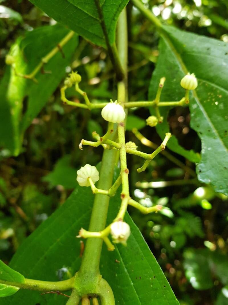 Miconia albertobrenesii fruit