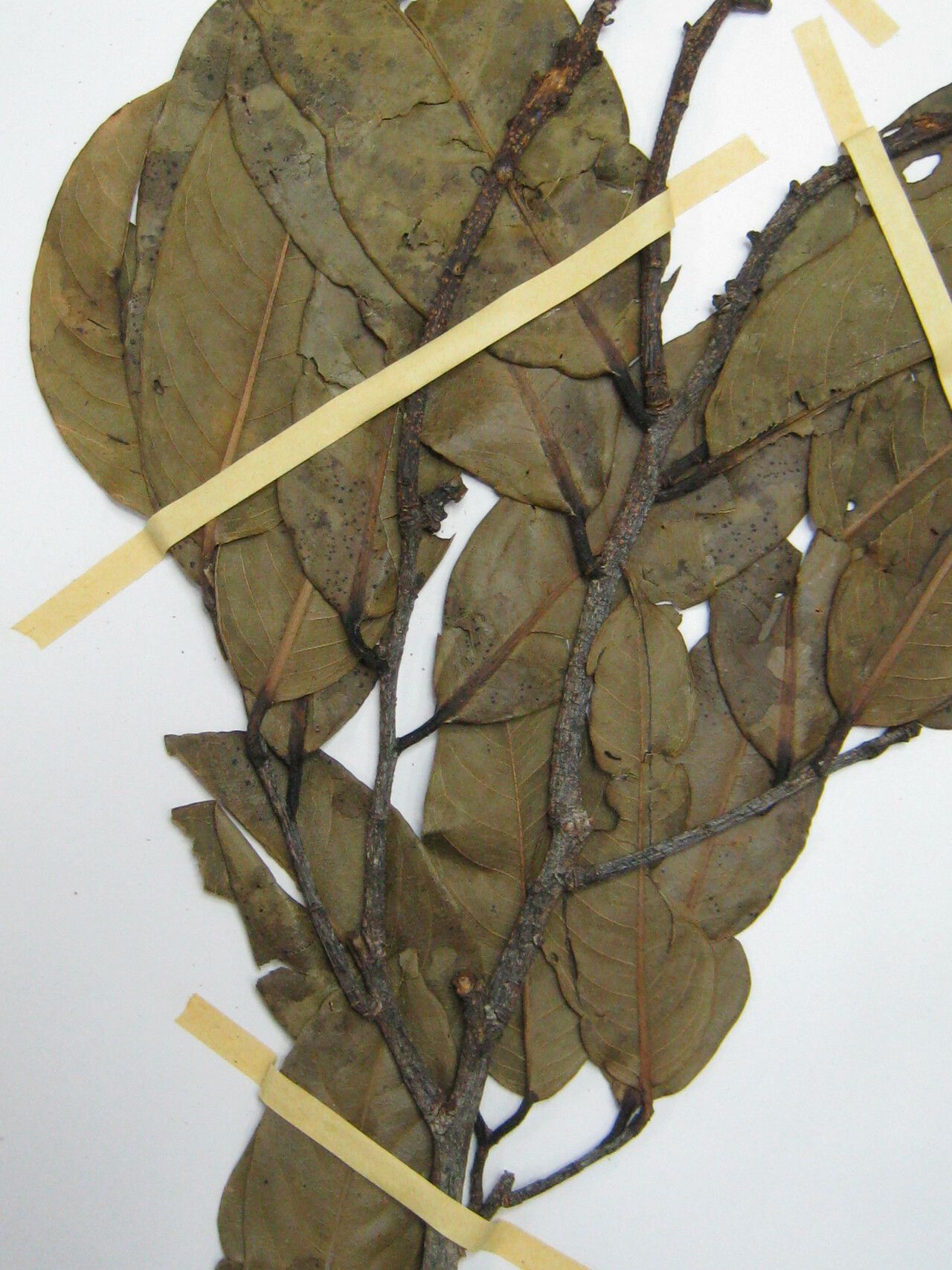 Eschweilera grandiflora other