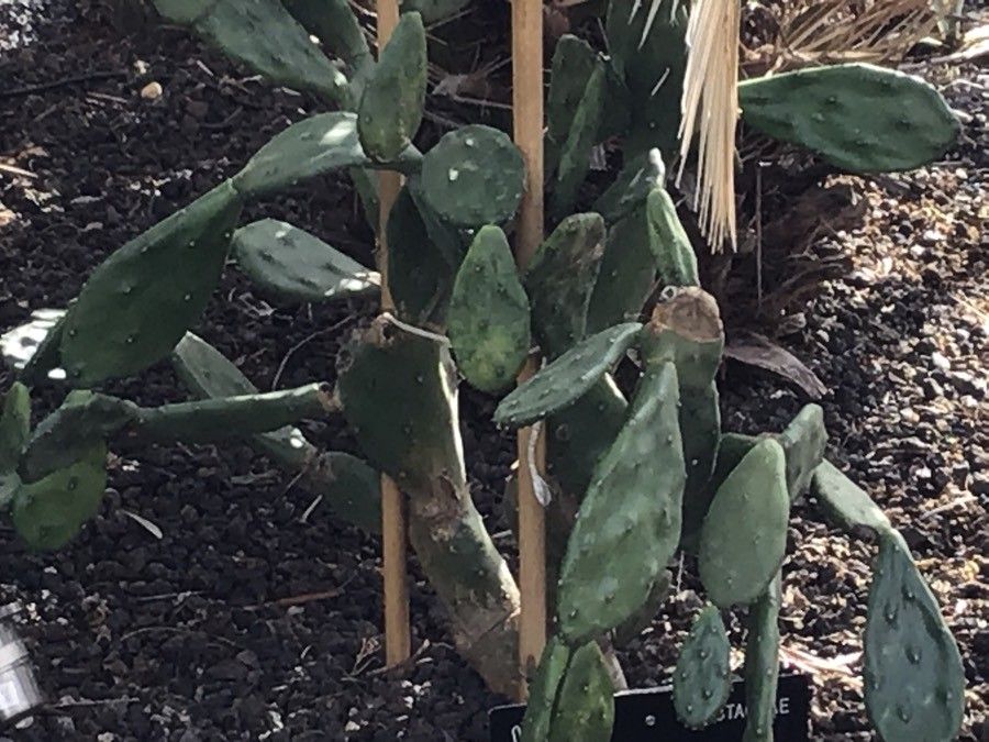 Opuntia bonaerensis leaf