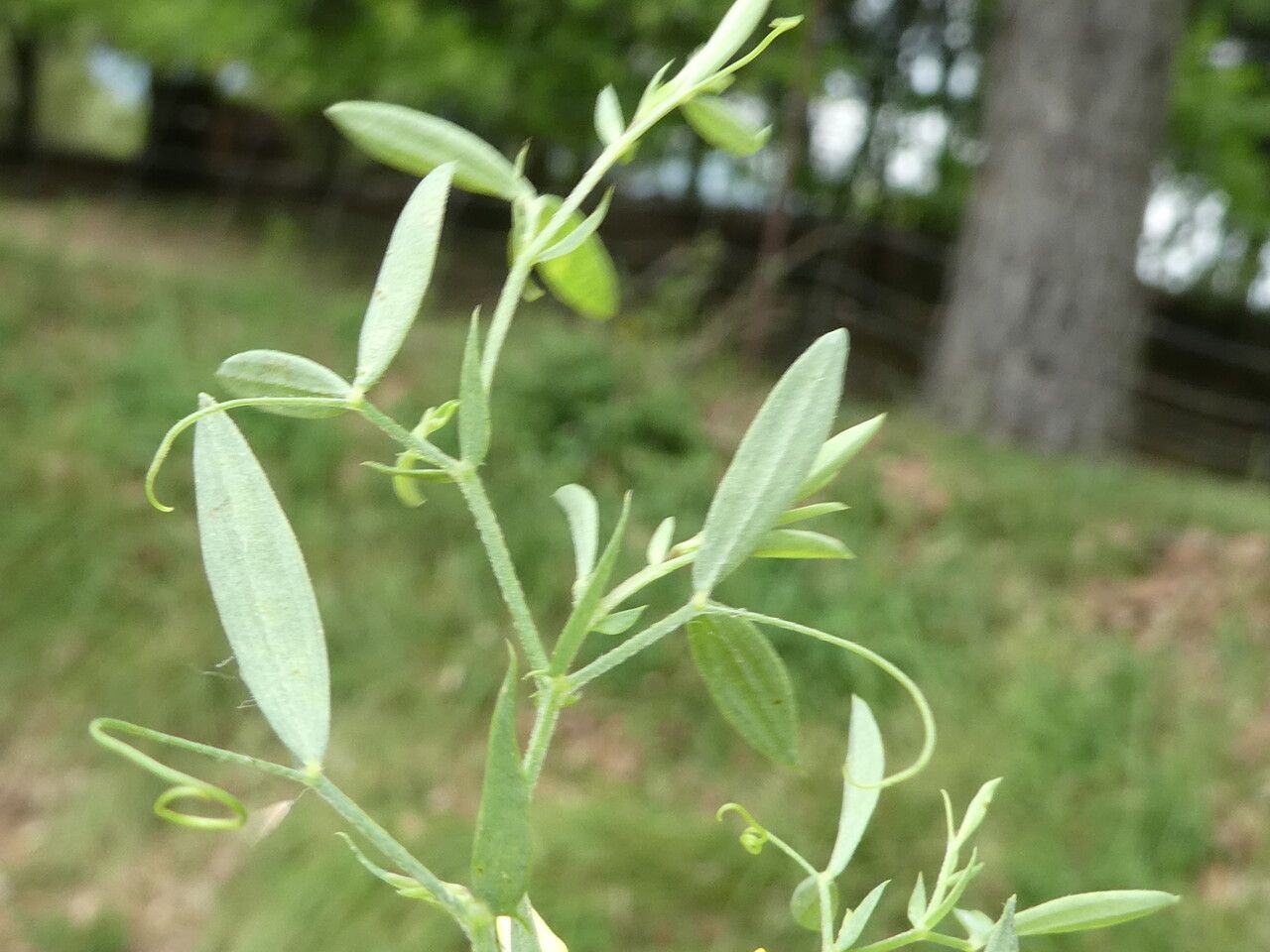 Lathyrus annuus