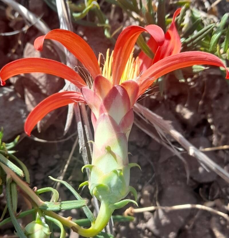Mutisia subulata flower