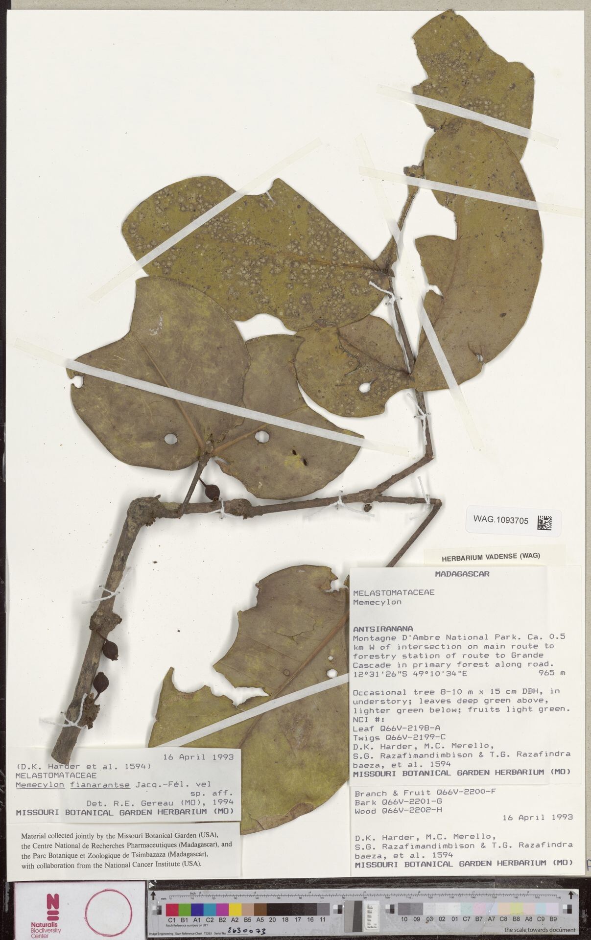 Memecylon fianarantse — houseplant care guide