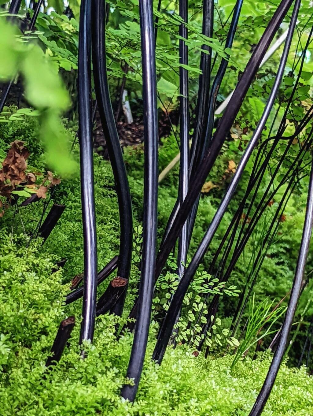 Adiantum obliquum bark