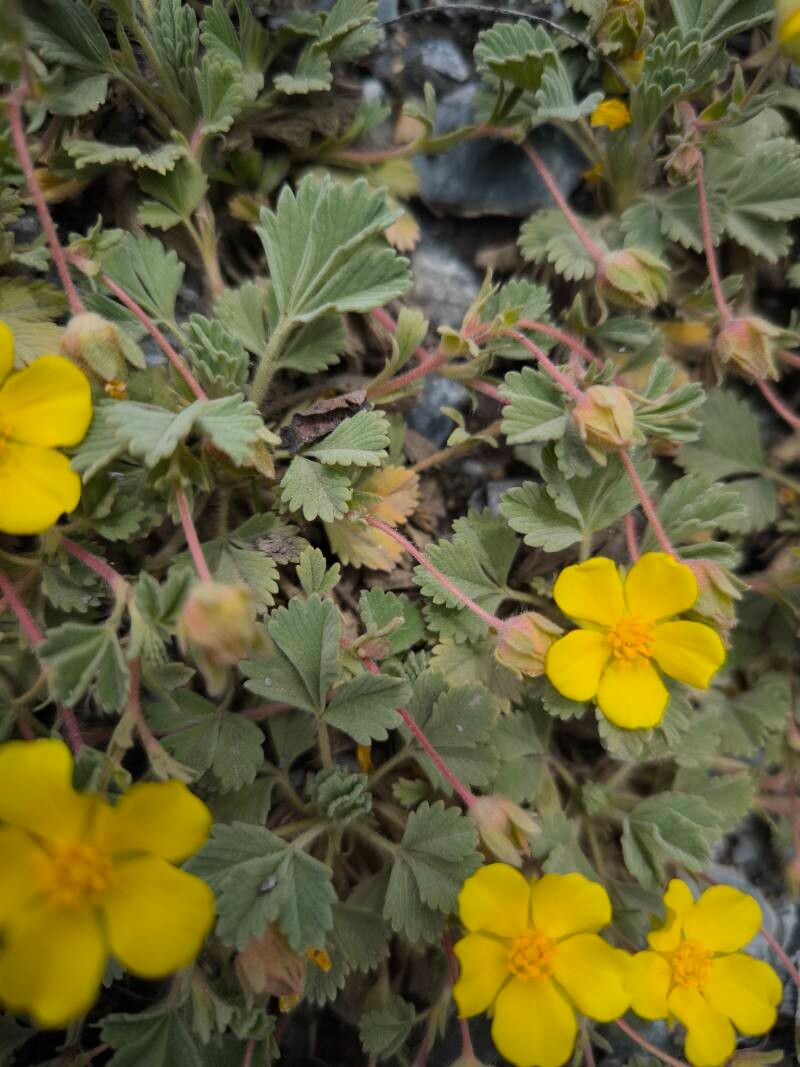 Potentilla acaulis