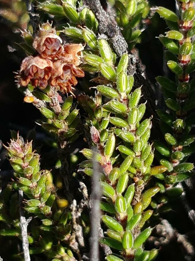 Erica galioides leaf