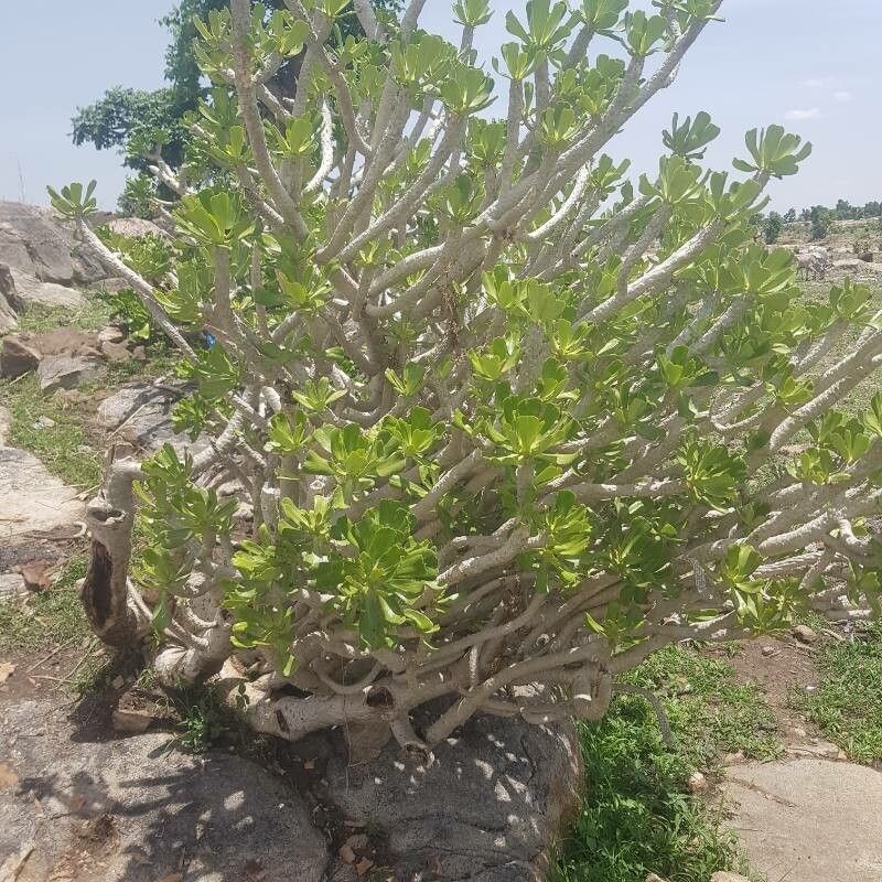 Euphorbia poissonii habit