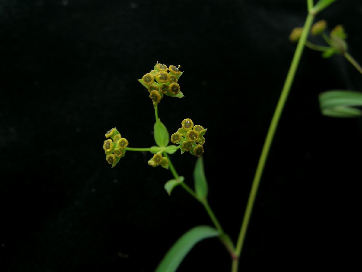 Bupleurum gracillimum — search result for 'Bupleurum'