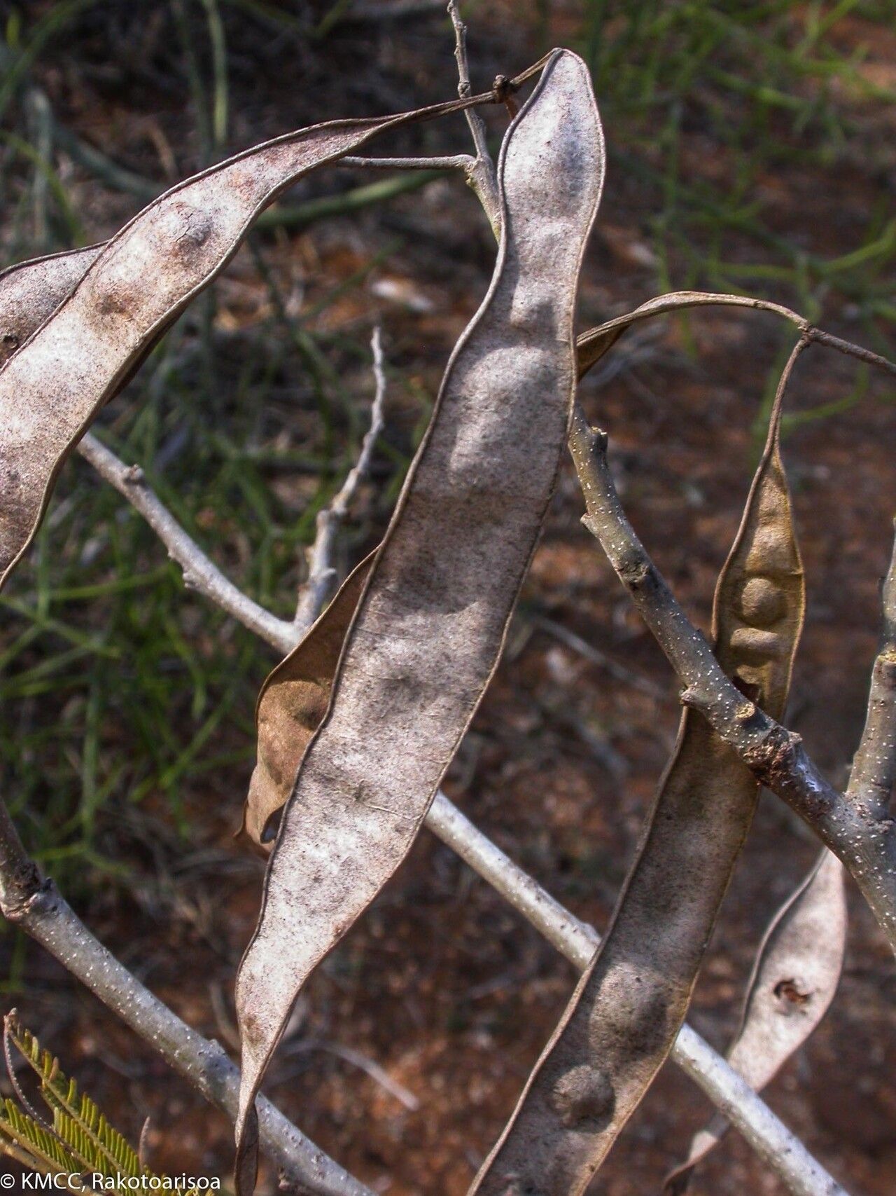 Albizia polyphylla fruit