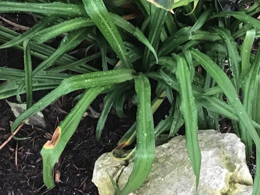 Rohdea nepalensis — related species from the same genus