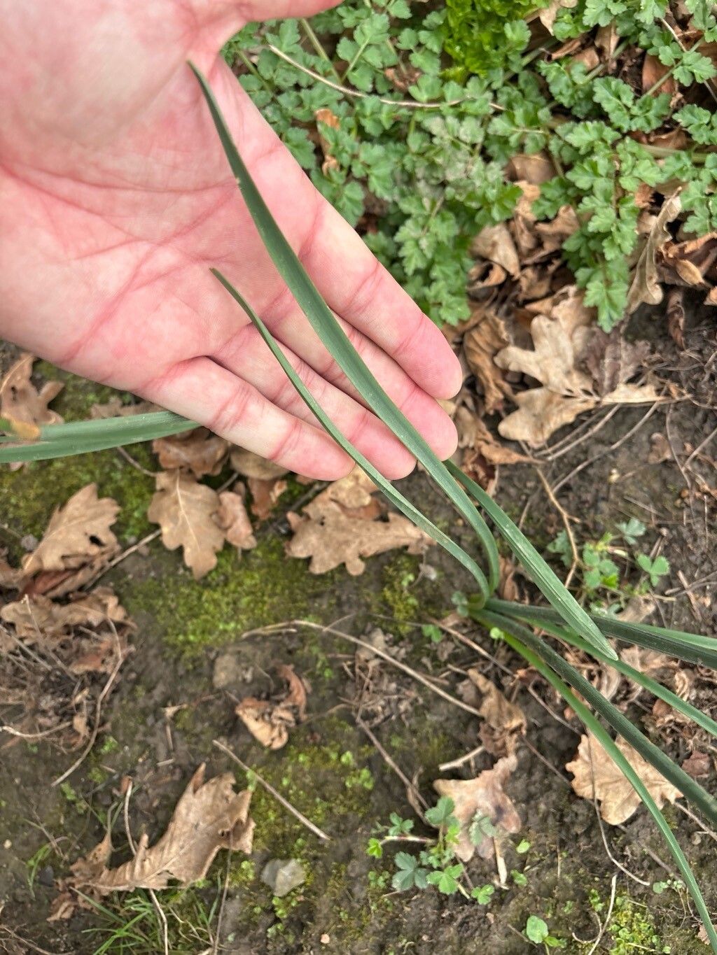 Narcissus pallidiflorus — search result for 'Narcissus'