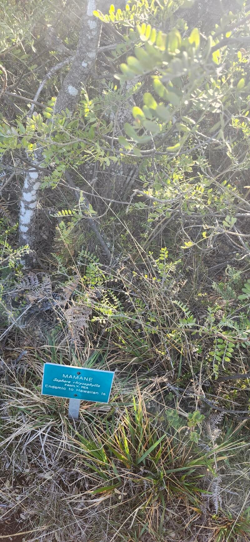 Sophora chrysophylla leaf