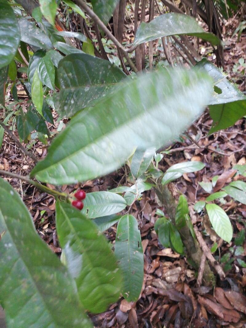 Cymbopetalum brasiliense fruit