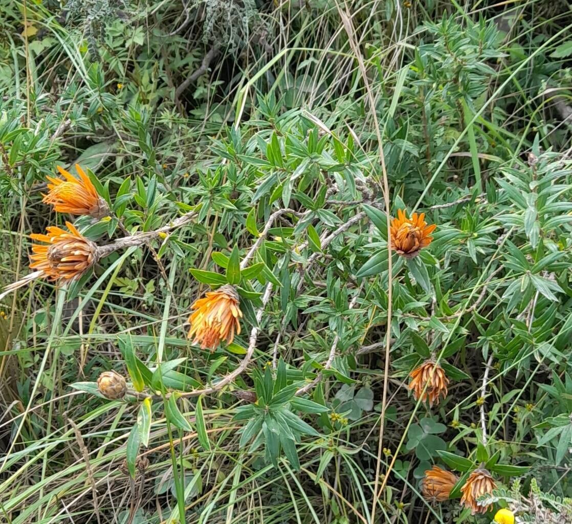 Chuquiraga longiflora habit