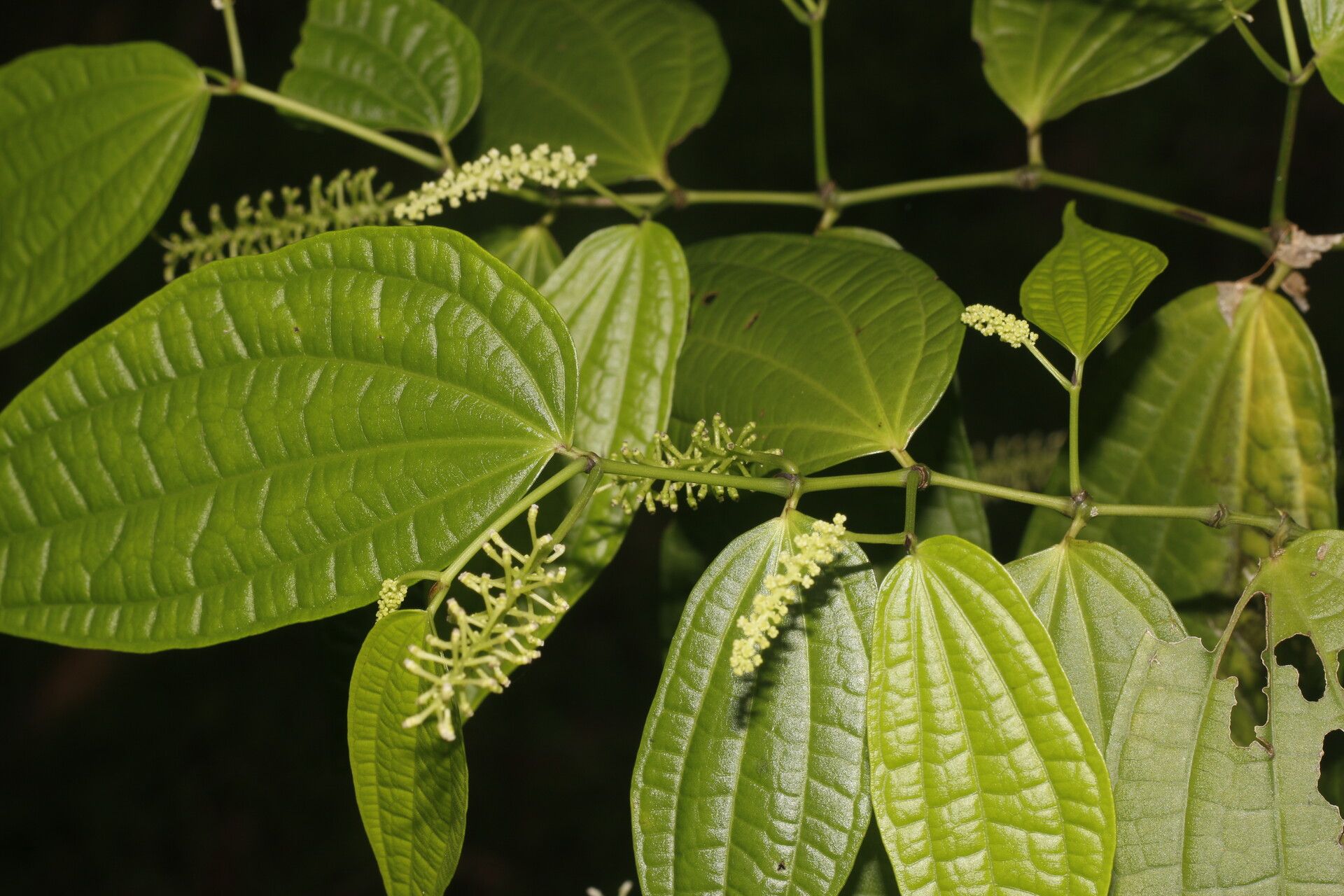 Piper yucatanense leaf