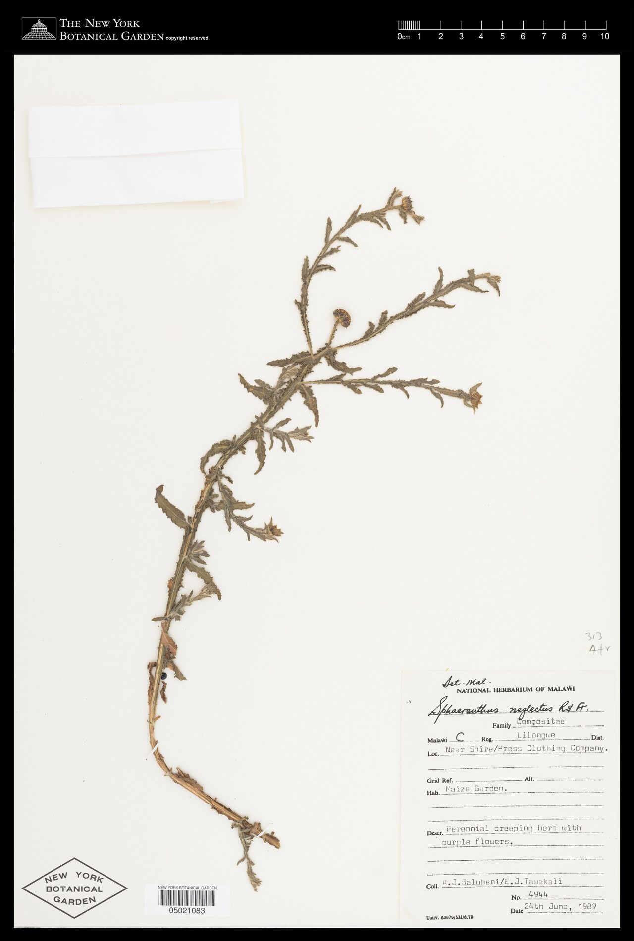 Sphaeranthus neglectus — houseplant care guide