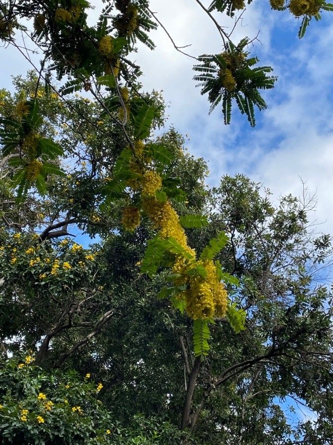 Cassia ferruginea flower