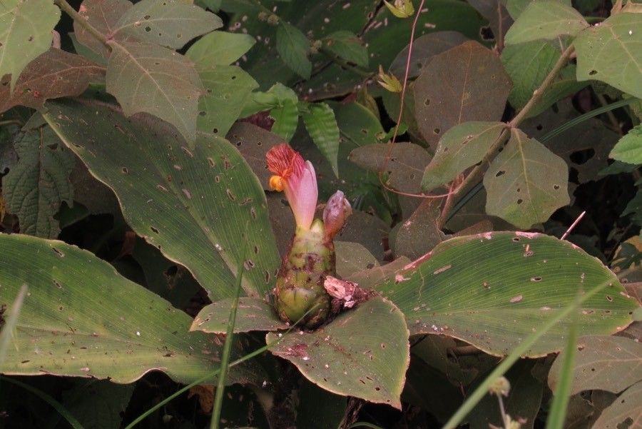 Costus malortieanus — search result for 'Honduras'