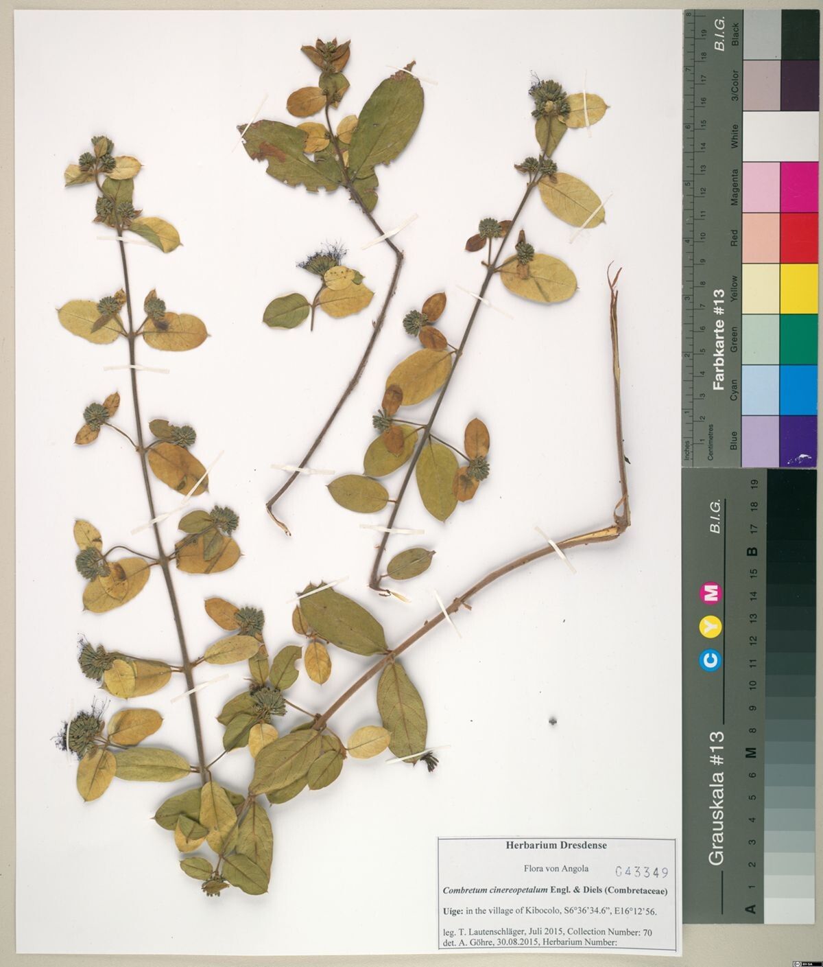 Combretum cinereopetalum — houseplant care guide