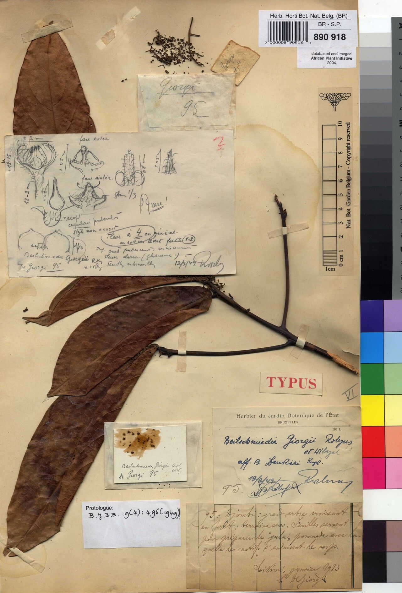 Beilschmiedia giorgii — houseplant care guide