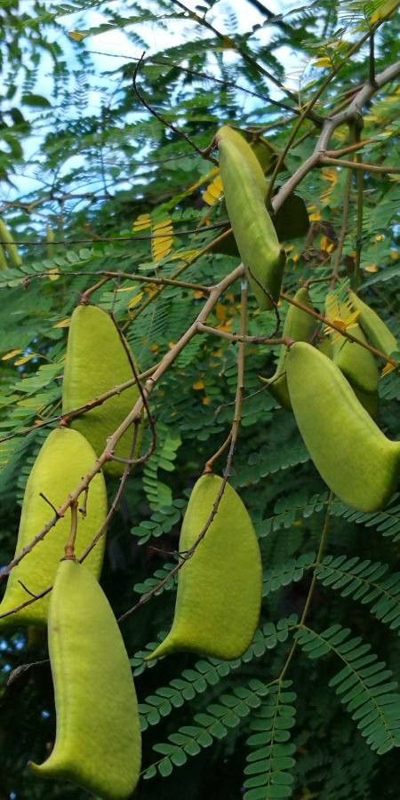 Caesalpinia sappan fruit