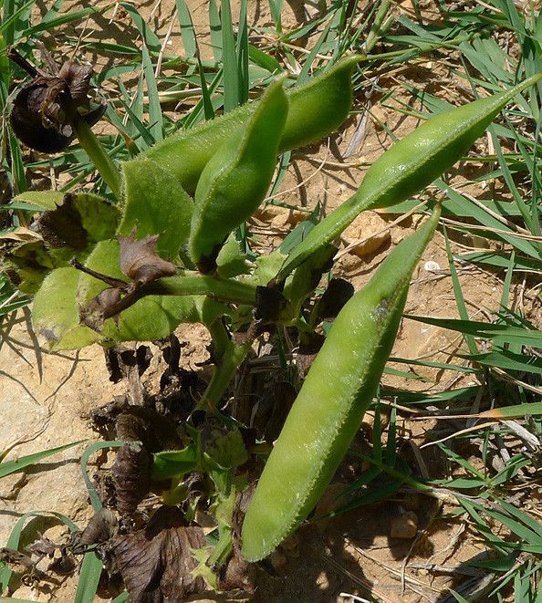 Vicia macrocarpa fruit