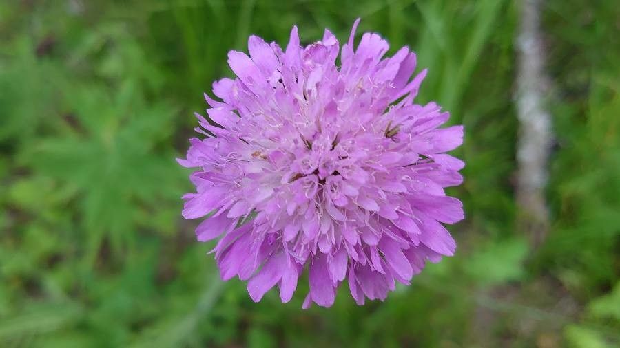 Knautia arvernensis flower