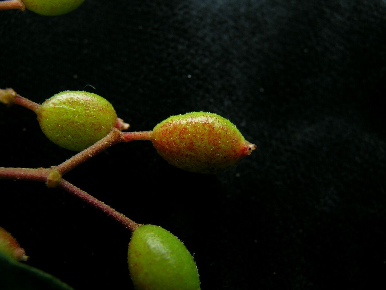 Viburnum mullaha fruit