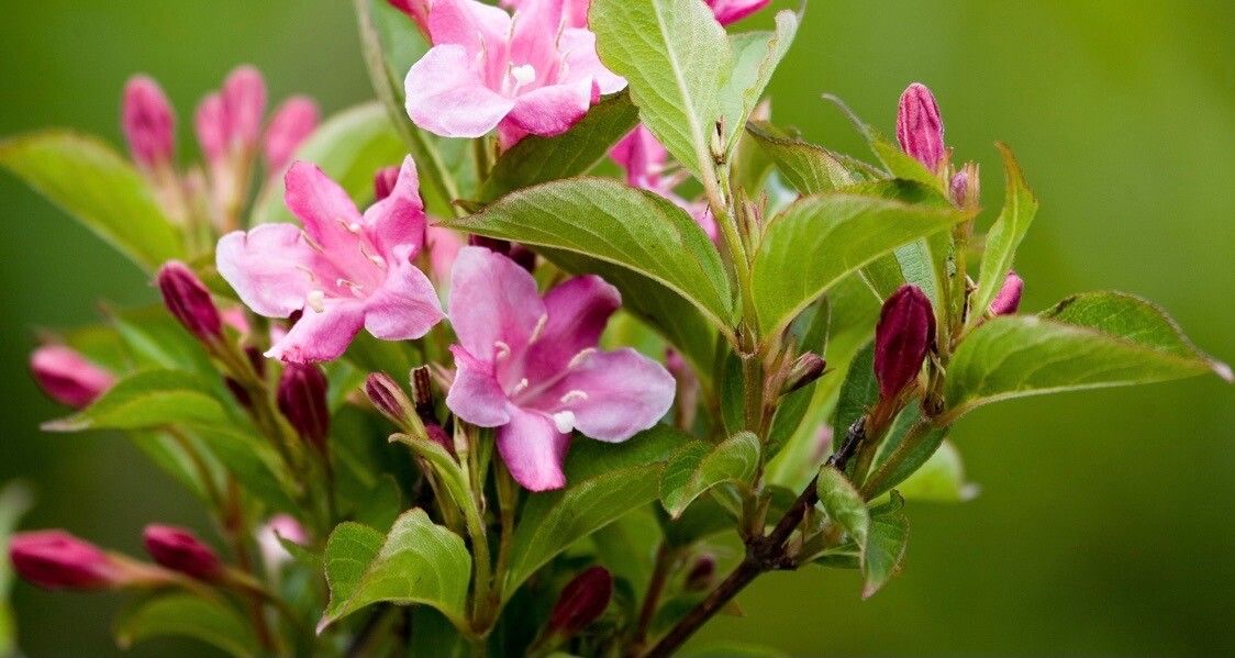 Weigela japonica flower
