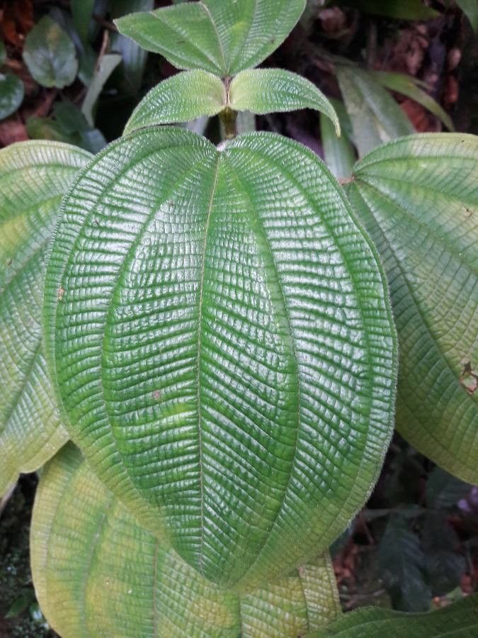 Miconia Tschudyoides — related species from the same genus