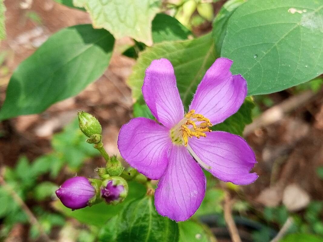 Osbeckia aspera — related species from the same genus
