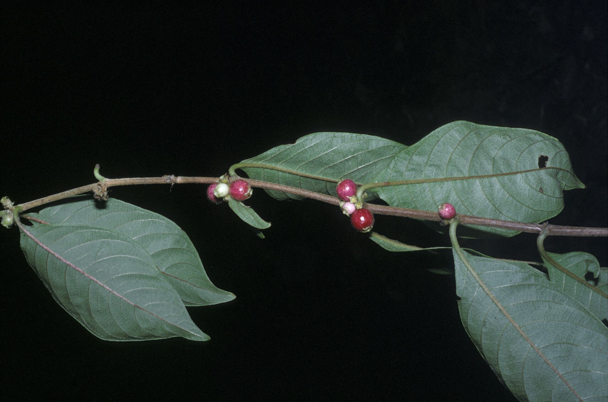 Sabicea glabrescens — houseplant care guide