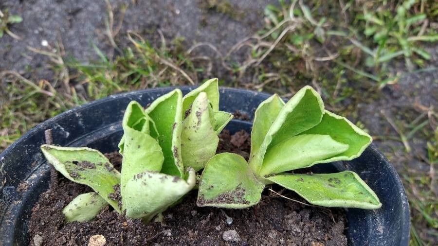 Primula × pubescens — search result for 'Primula'
