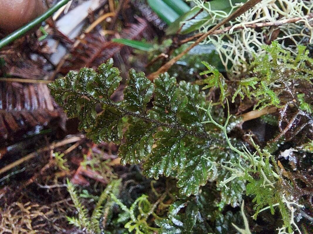 Hymenophyllum hirsutum leaf
