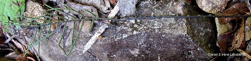 Blechnum opacum habit