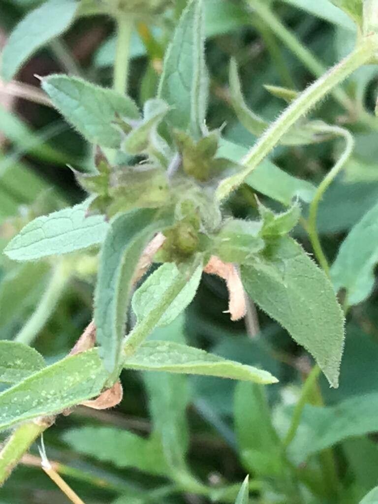 Stachys setifera fruit