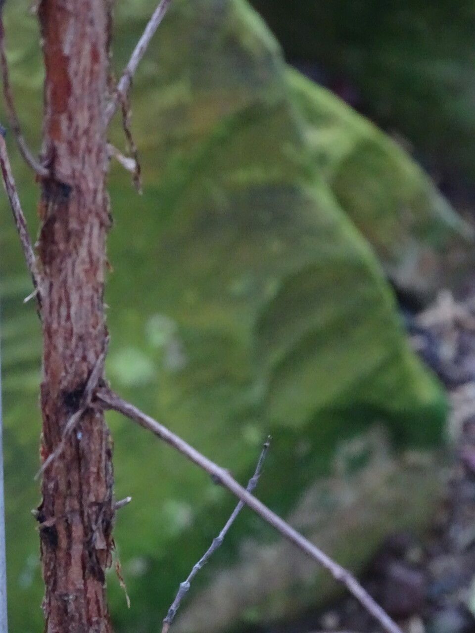 Coffea kapakata bark