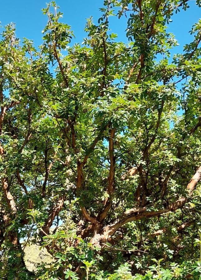 Polylepis australis habit