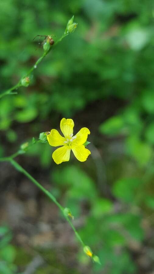 Linum medium flower
