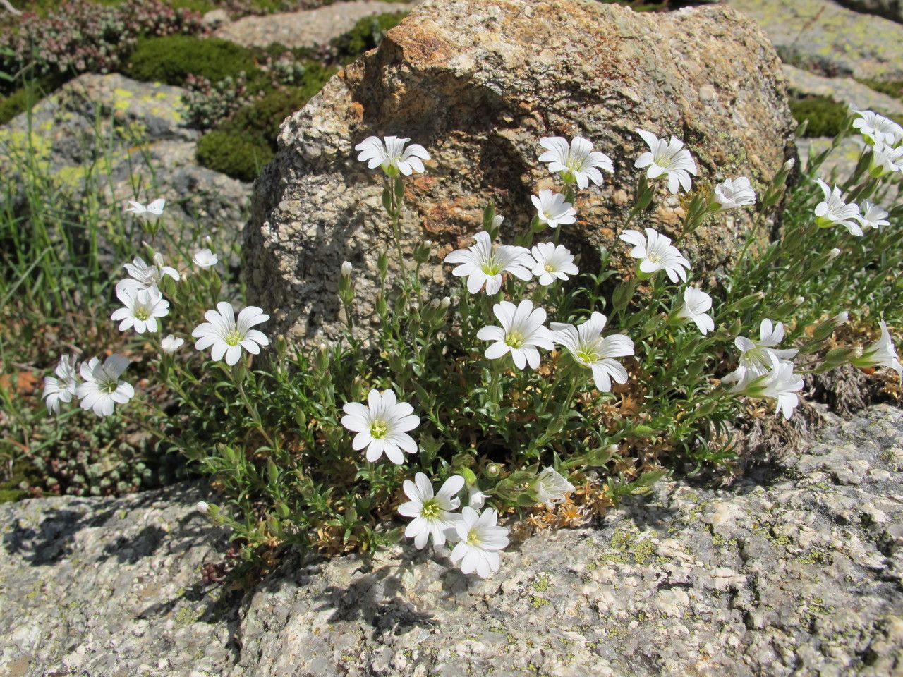 Cerastium soleirolii habit