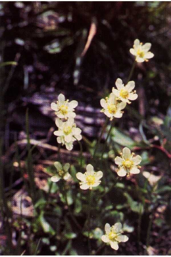 Parnassia fimbriata habit