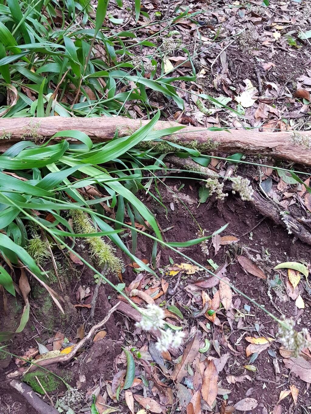 Luzula canariensis flower