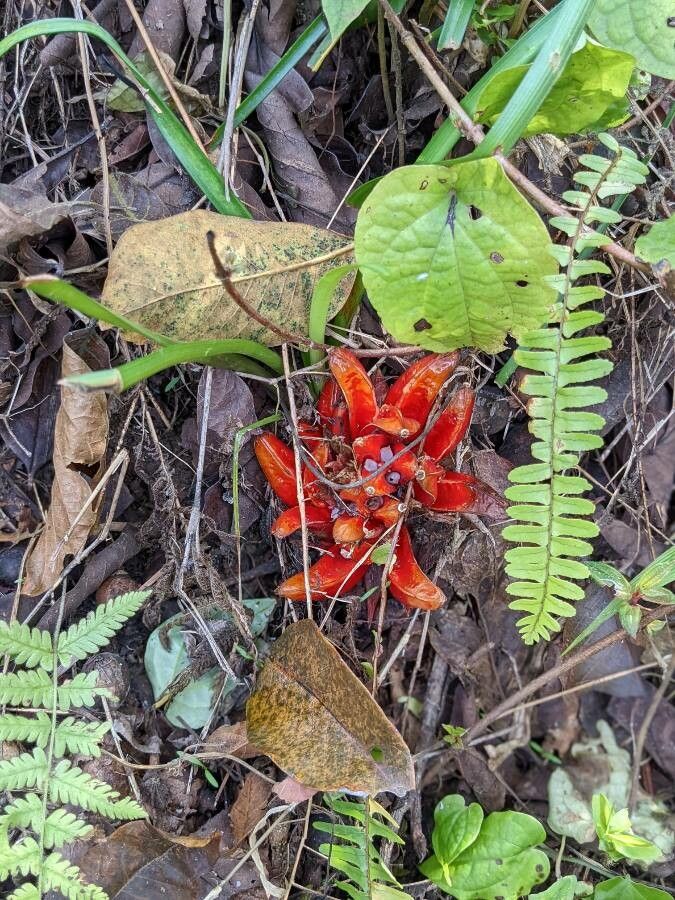 Zingiber chrysanthum flower
