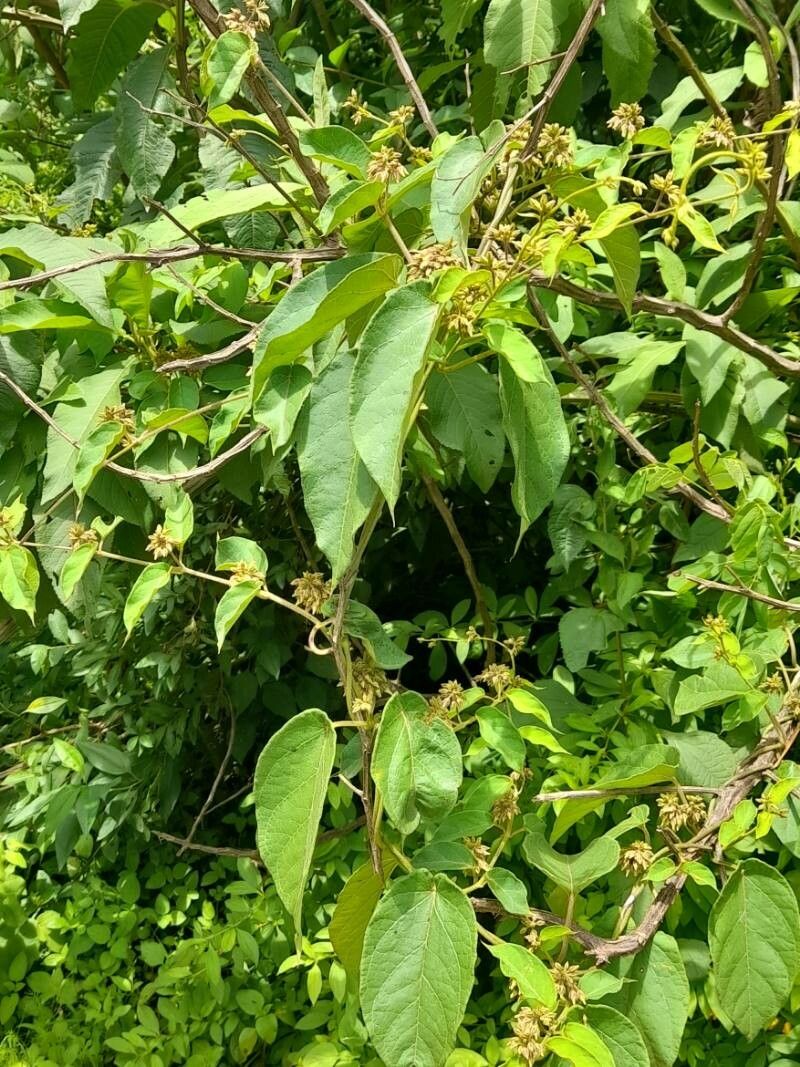 Oxypetalum brachystemma habit