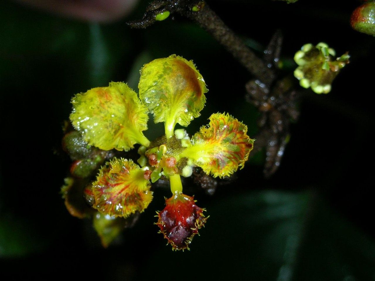Stigmaphyllon puberum fruit