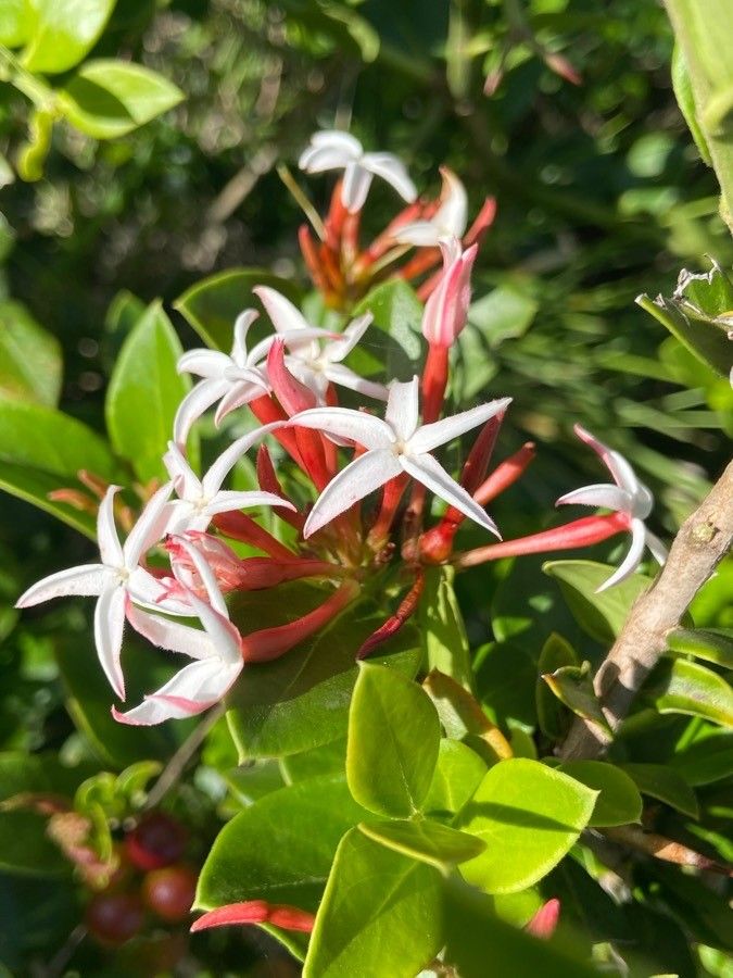 Carissa spinarum flower