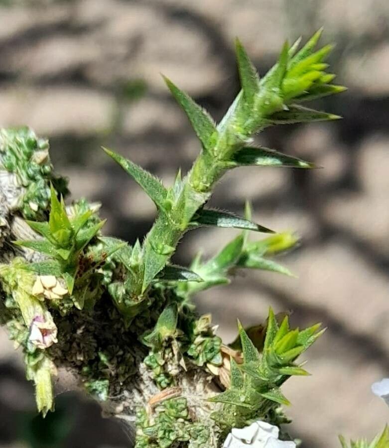 Junellia seriphioides — houseplant care guide