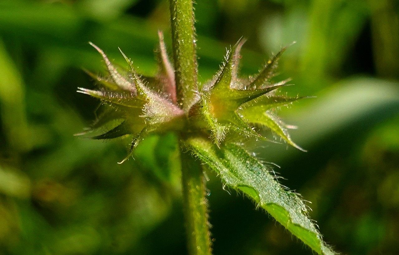 Stachys palustris fruit