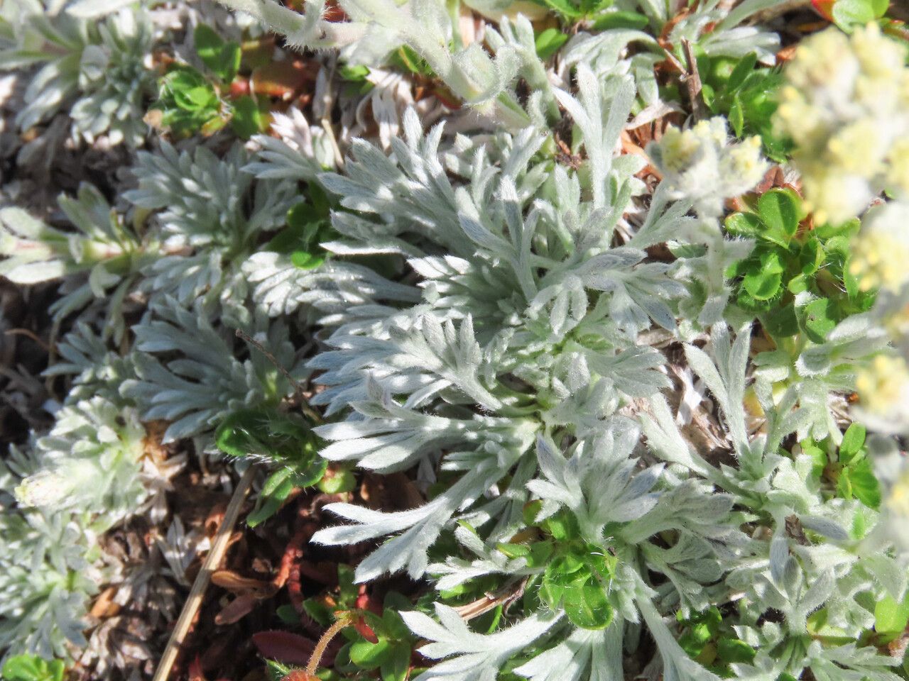 Artemisia eriantha — search result for 'Artemisia'