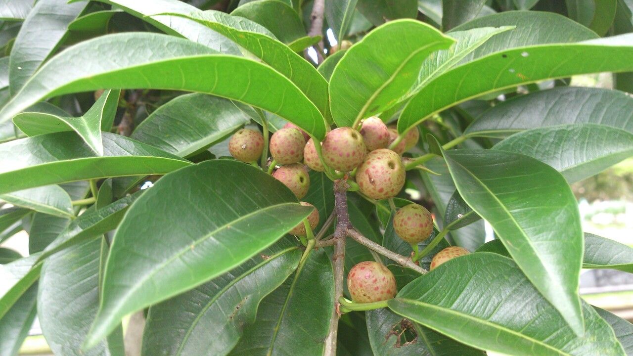 Ficus pertusa — search result for 'Ficus'